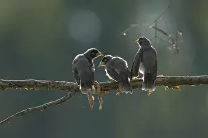 Miner: 80201205 Noisy Miner - three fledglings backlit