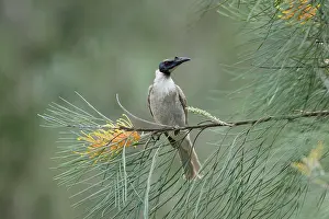 Noisy: 80201206 Noisy Friarbird Gold Coast, Queensland
