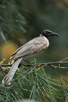 Noisy: 80201207 Noisy Friarbird Gold Coast, Queensland
