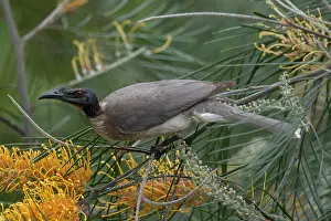 Noisy: 80201208 Noisy Friarbird Gold Coast, Queensland