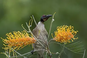 Noisy: 80201209 Noisy Friarbird Gold Coast, Queensland