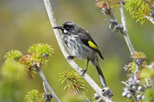 Honeyeater: 80201210 New Holland Honeyeater Kangaroo Island