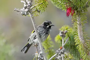Honeyeater: 80201211 New Holland Honeyeater Kangaroo Island