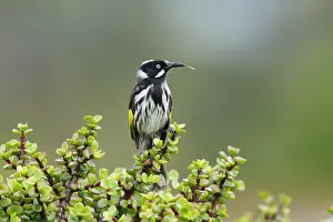 Honeyeater: 80201212 New Holland Honeyeater Kangaroo Island