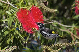 Honeyeater: 80201213 New Holland Honeyeater - feeding bottlebrush