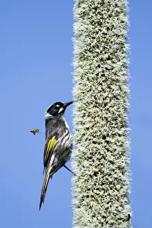 Honeyeater: 80201214 New Holland Honeyeater - feeding on grass
