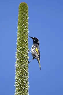 Honeyeater: 80201215 New Holland Honeyeater - feeding on grass