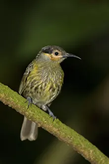 Honeyeater: 80201216 Macleay's Honeyeater Atherton Tablelands