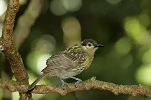 Honeyeater: 80201217 Macleay's Honeyeater Atherton Tablelands