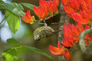 Flame: 80201218 Macleay's Honeyeater - feeding on Flame