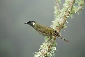 Honeyeater: 80201219 Lewin's Honeyeater Lamington National Park