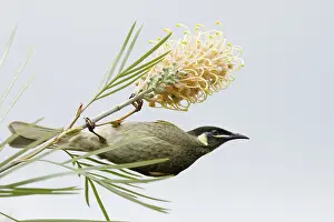 Honeyeater: 80201220 Lewin's Honeyeater - feeding on grevillia
