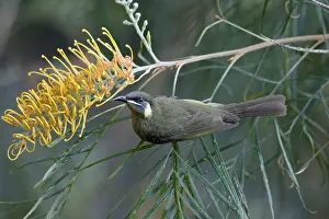Honeyeater: 80201221 Lewin's Honeyeater - feeding on grevillia