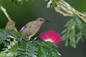 Honeyeater: 80201222 Dusky Honeyeater - feeding on flowers Atherton