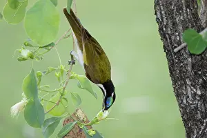 Honeyeater: 80201223 Blue-faced Honeyeater - feeding on flowering