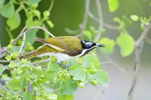 Honeyeater: 80201224 Blue-faced Honeyeater - feeding on flowering