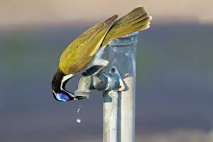Honeyeater: 80201225 Blue-faced Honeyeater - drinking at leaking