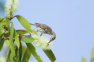 Honeyeater: 80201226 Bar-breasted Honeyeater - feeding on Melaleuca