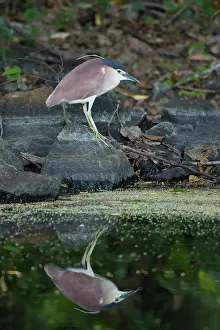 Rufous: 80201227 Rufous (Nankeen) Night Heron - by pool