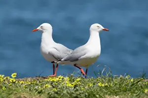Tasmania: 80201230 Silver Gull - pair Tasmania, Australia