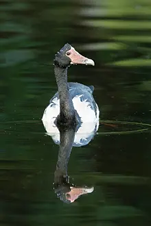 Magpie: 80201236 Magpie Goose Cairns, Queensland, Australia