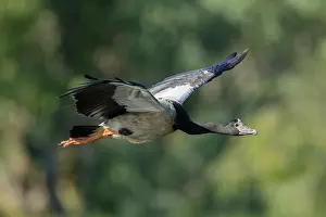 Magpie: 80201237 Magpie Goose - in flight Kakadu National