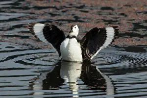 Cotton: 80201238 Cotton Pygmy Goose - male stretching wings