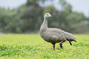 Daisies: 80201239 Cape Barren Goose - in field of Cape Daisies