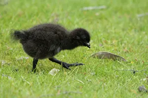 Tasmania: 80201242 Tasman Native Hen - chick Tasmania, Australia