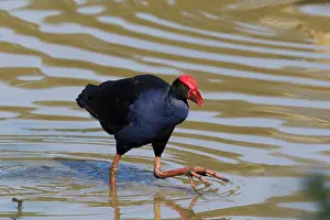 Swamphen: 80201243 Australian Purple Swamphen Atherton Tablelands