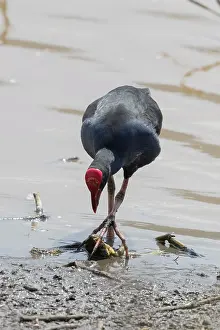 Swamphen: 80201244 Australian Purple Swamphen - feeding on