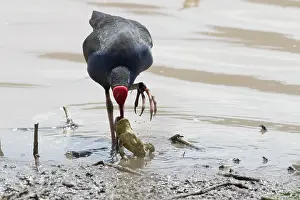 Swamphen: 80201245 Australian Purple Swamphen - feeding on
