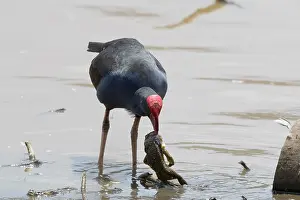 Swamphen: 80201246 Australian Purple Swamphen - feeding on