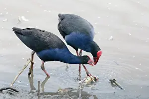 Swamphen: 80201247 Australian Purple Swamphen - pair feeding