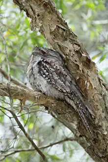Frogmouth: 80201248 Tawny Frogmouth - at daytime roost Brisbane