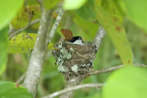 Satin: 80201249 Satin Flycatcher - female on nest Daintree
