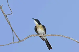Restless: 80201250 Restless Flycatcher Kakadu National Park