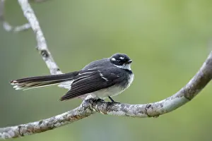Fantail: 80201251 Grey Fantail Lamington National Park, Queensland