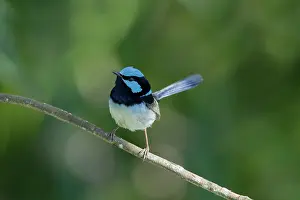 Lamington: 80201252 Superb Fairywren Lamington National Park