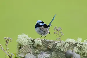 Tasmania: 80201253 Superb Fairywren Tasmania, Australia Malurus