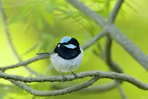 Fairywren: 80201254 Superb Fairywren Kangaroo Island, South