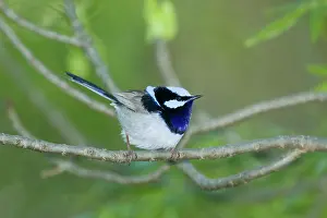 Fairywren: 80201256 Superb Fairywren Kangaroo Island, South