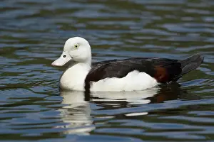 Shelduck: 80201260 Radjah Shelduck Cairns, Qeensland, Australia