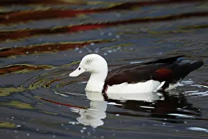 Shelduck: 80201261 Radjah Shelduck Cairns, Queensland, Australia
