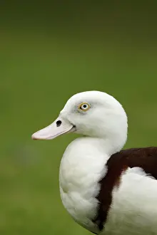Shelduck: 80201262 Radjah Shelduck - on land Cairns, Qeensland