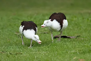 Shelduck: 80201264 Radjah Shelduck - showing agressive behaviour
