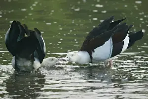 Shelduck: 80201265 Radjah Shelduck - showing aggressive behaviour