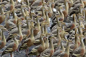 Whistling: 80201266 Plumed Whistling Duck - dense flock Atherton