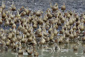 Whistling: 80201267 Plumed Whistling Duck - flock on lake shore