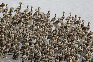Whistling: 80201268 Plumed Whistling Duck - flock looking alert